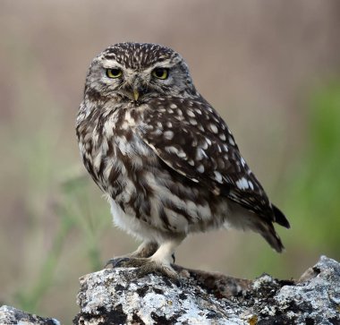 İspanya doğada baykuş