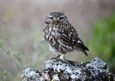 İspanya doğada baykuş