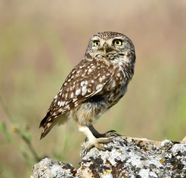 İspanya doğada baykuş