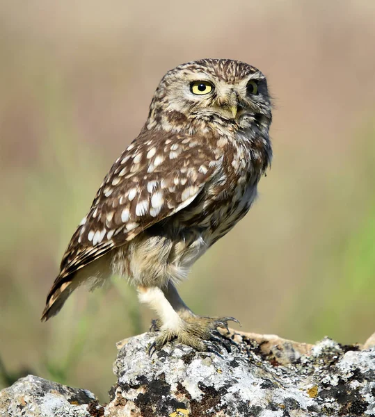 Adler Der Natur — Stockfoto