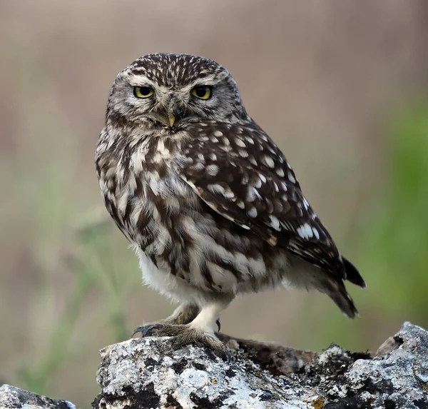 İspanya doğada baykuş