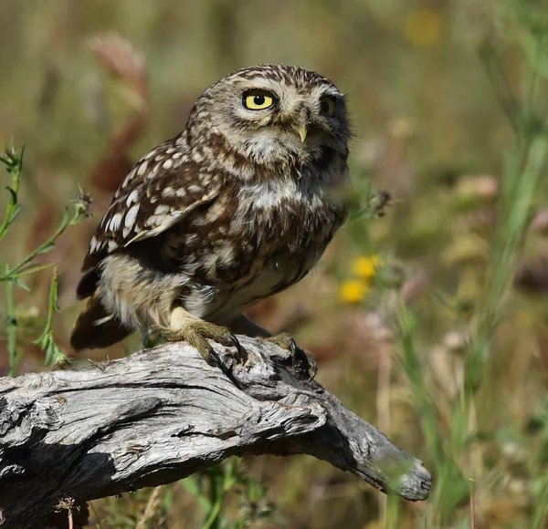 Uil Natuur Spanje — Stockfoto