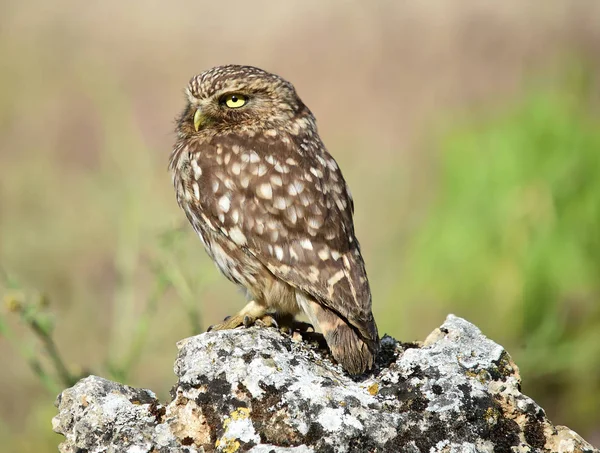 Uil Natuur Spanje — Stockfoto