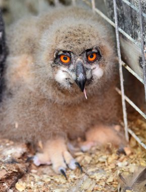 İspanya Kraliyet baykuş