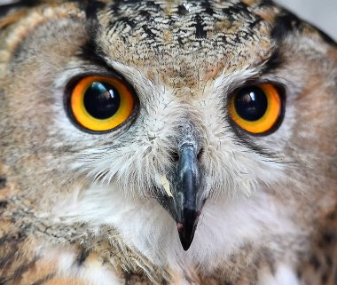 İspanya Kraliyet baykuş