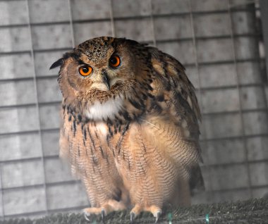 İspanya Kraliyet baykuş