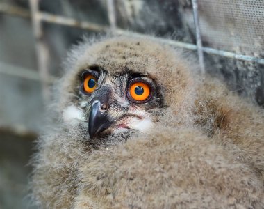 İspanya Kraliyet baykuş