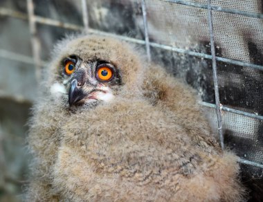 İspanya Kraliyet baykuş