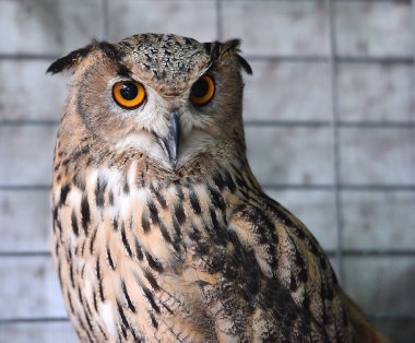 İspanya Kraliyet baykuş