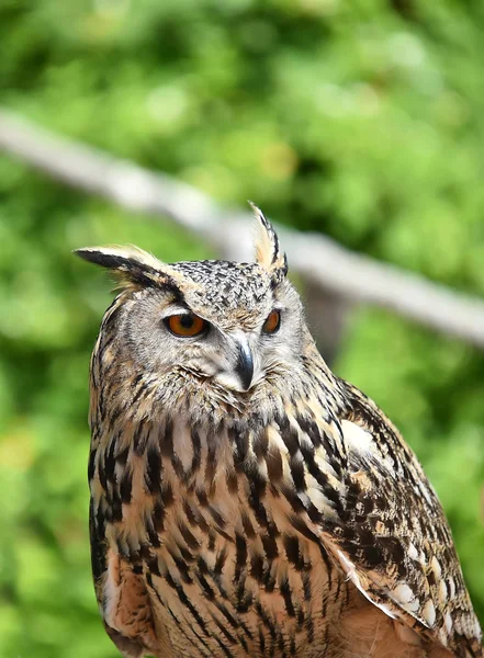 Uil Natuur Spanje — Stockfoto