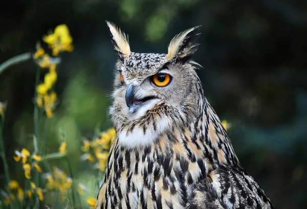 Uil Natuur Spanje — Stockfoto