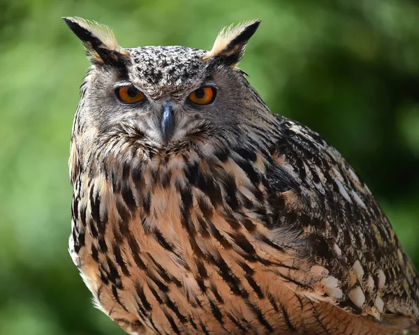 royal owl in spain