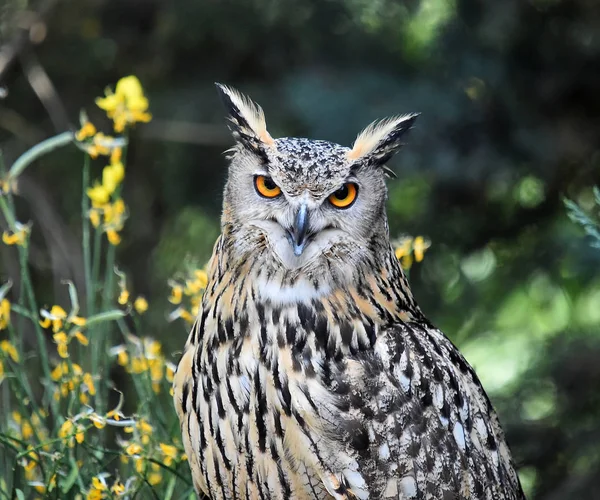 royal owl in spain