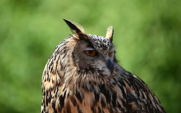 royal owl in spain