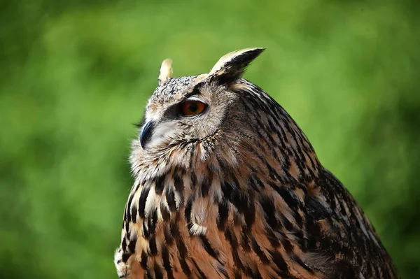royal owl in spain