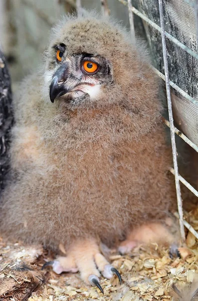 İspanya Kraliyet baykuş