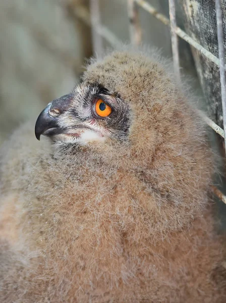 Королевская Сова Испании — стоковое фото