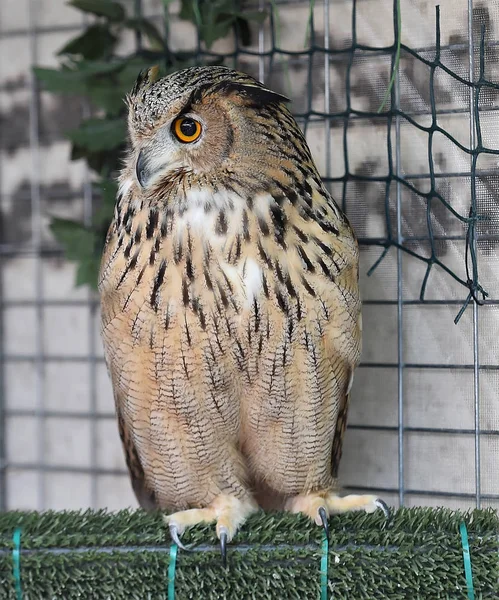 İspanya Kraliyet baykuş