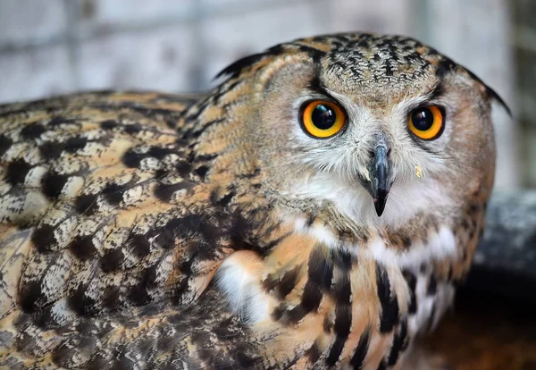 royal owl in spain