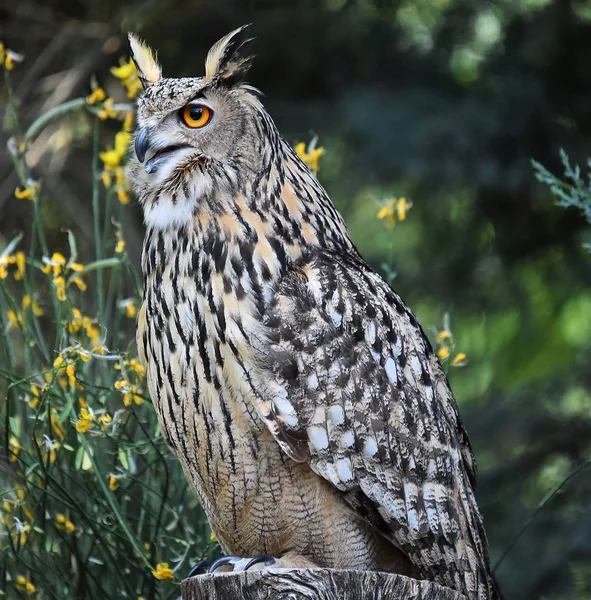 Owl Natuur — Stockfoto