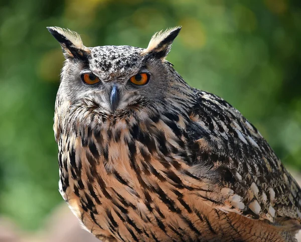 Owl Natuur — Stockfoto