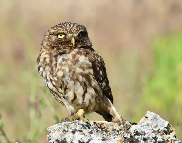 Owl Natuur — Stockfoto