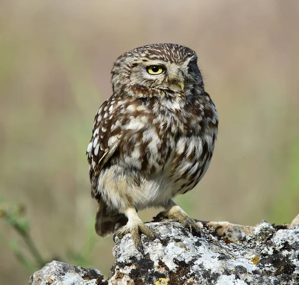 Owl Nature — Stock Photo, Image