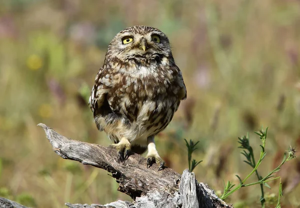 Owl Natuur — Stockfoto