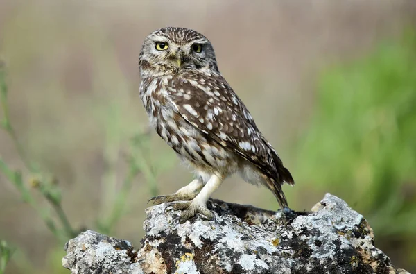 Owl Natuur — Stockfoto