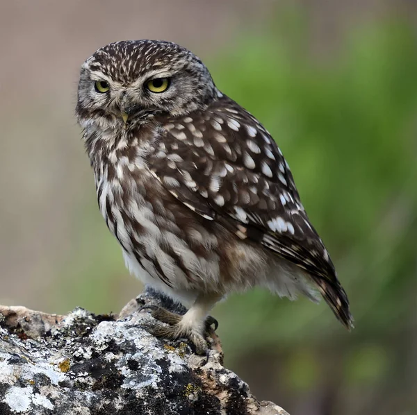 Owl Natuur — Stockfoto