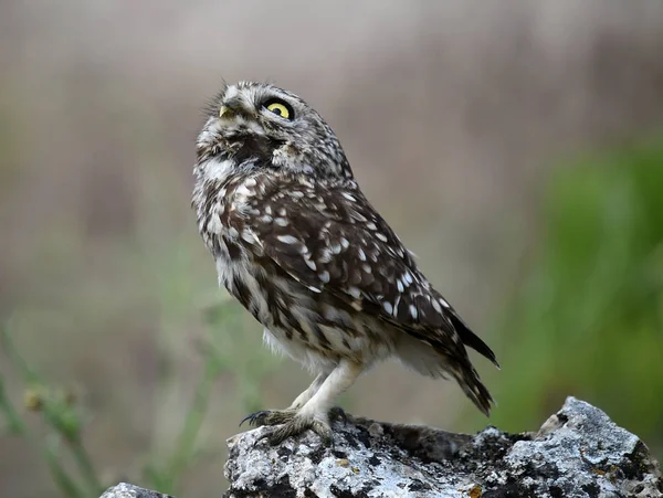 Owl Natuur — Stockfoto