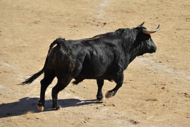 bullring geleneksel gözlük İspanyol boğa