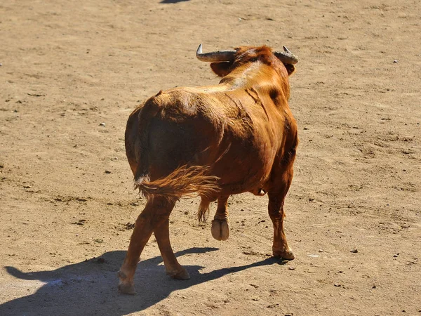 Spanish Bull Running Bullring — Stock Photo, Image