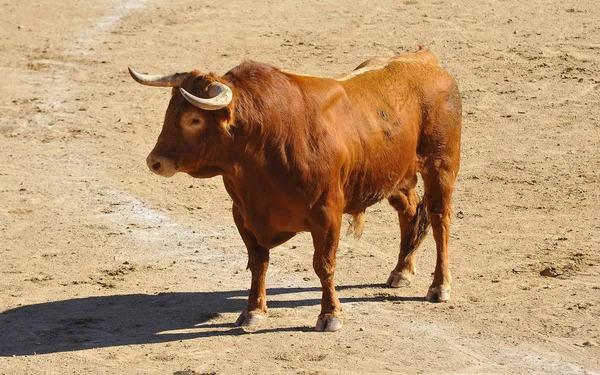 Spanish Bull Running Bullring — Stock Photo, Image