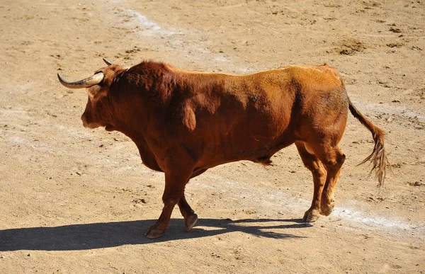 Španělský Býk Aréně — Stock fotografie