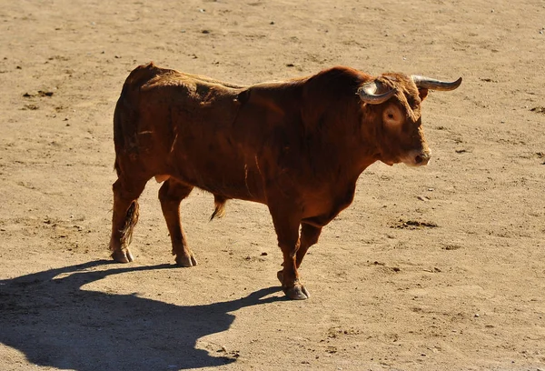 Spagnolo Toro Esecuzione Bullring — Foto Stock