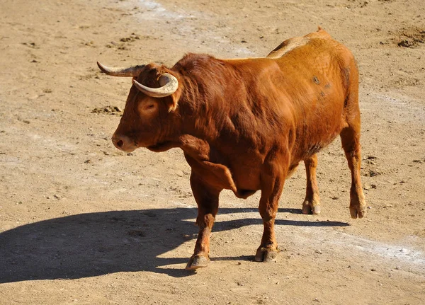 Taureau Espagnol Courant Dans Les Arènes — Photo