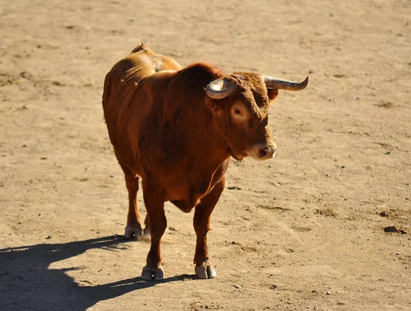 Spanish Bull Running Bullring — Stock Photo, Image