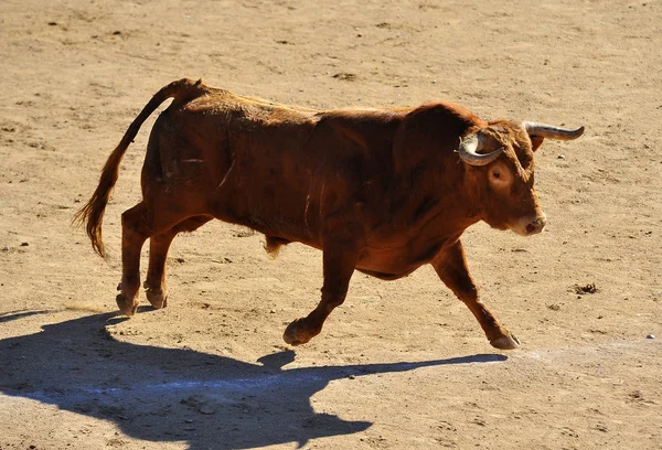 Toro Español Corriendo Plaza Toros —  Fotos de Stock