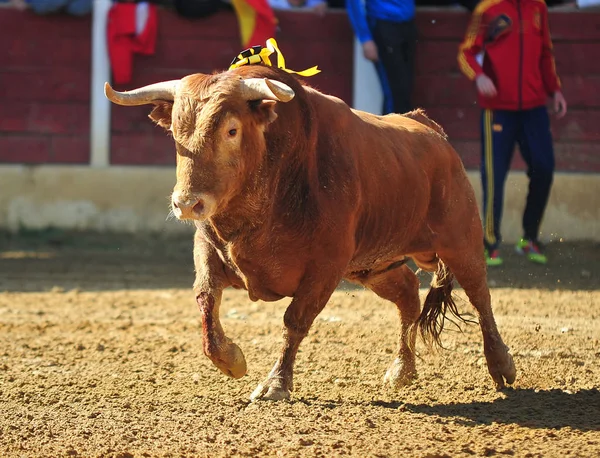 伝統的な光景の闘牛場ではスペイン牛 — ストック写真