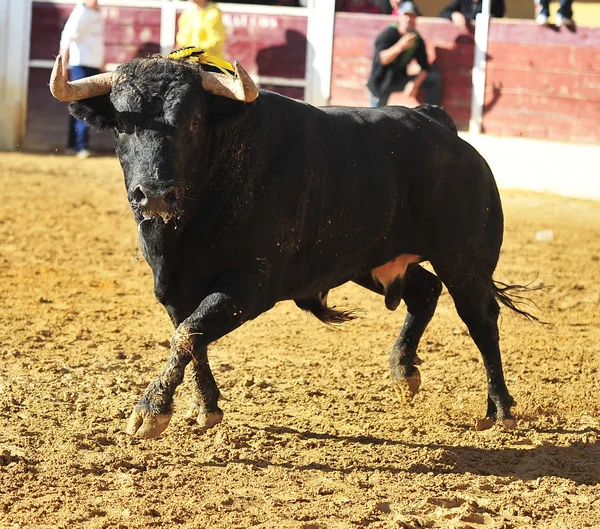 Spanischer Stier Stierkampfarena Bei Traditionellem Spektakel — Stockfoto