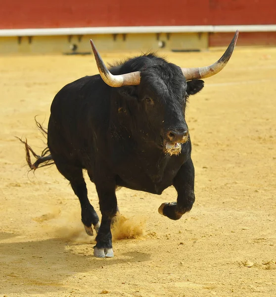 Spanska Tjuren Tjurfäktningsarenan Traditionella Skådespel — Stockfoto