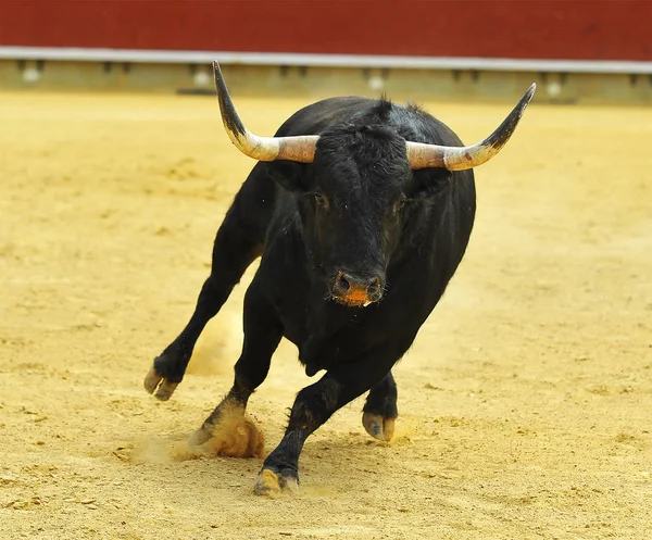 Spanska Tjuren Tjurfäktningsarenan Traditionella Skådespel — Stockfoto