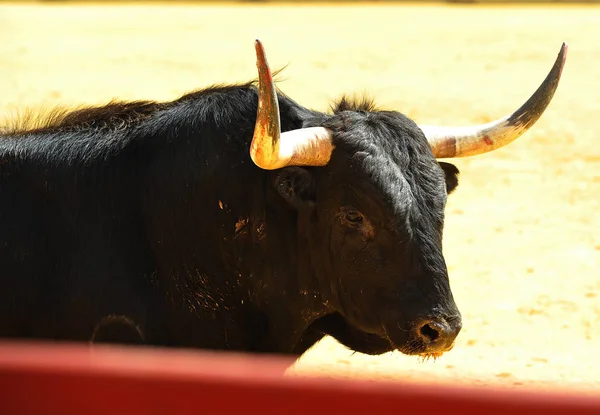 Toro Español Plaza Toros Espectáculo Tradicional —  Fotos de Stock