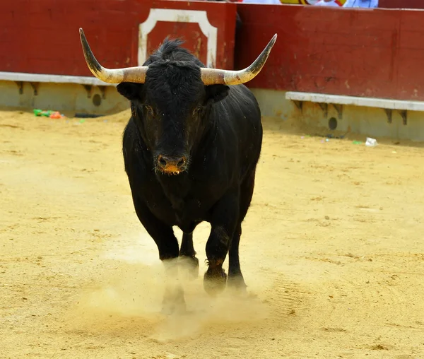 Touro Espanhol Tournée Espetáculo Tradicional — Fotografia de Stock