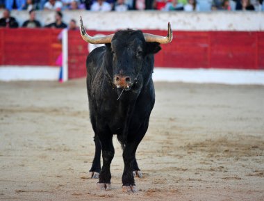 İspanya'ile büyük boynuzları boğa