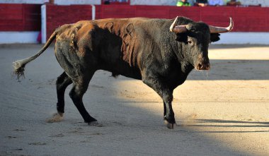 İspanya'ile büyük boynuzları boğa