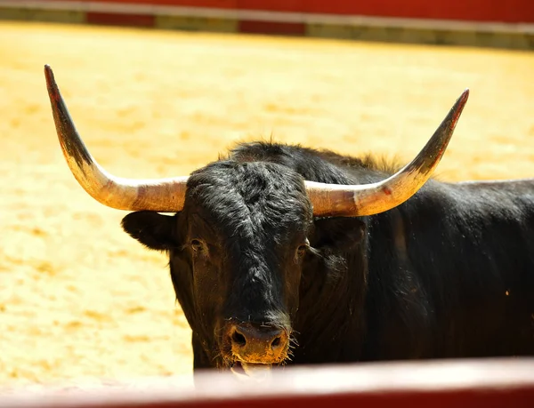 Spanish Bull Bullring Traditional Spectacle — Stock Photo, Image