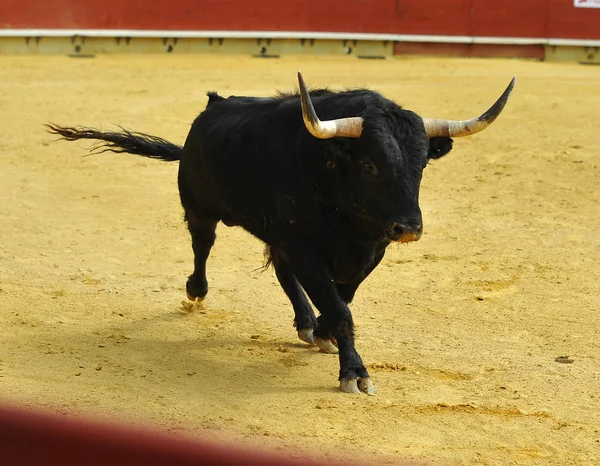 Toro Español Plaza Toros Espectáculo Tradicional —  Fotos de Stock