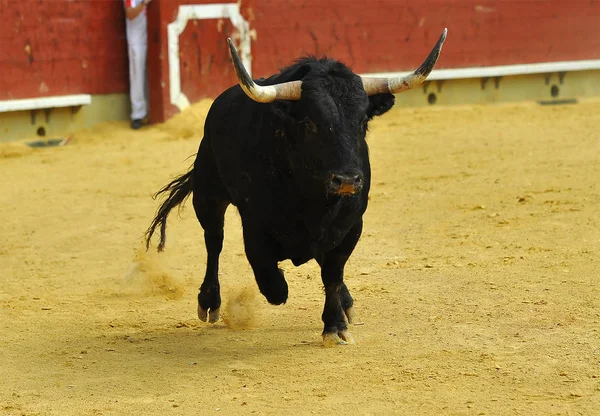 Touro Espanhol Tournée Espetáculo Tradicional — Fotografia de Stock